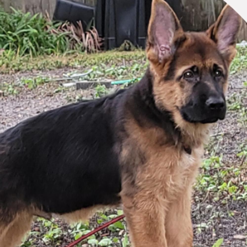 Wait Castl Galateya breeder image 2