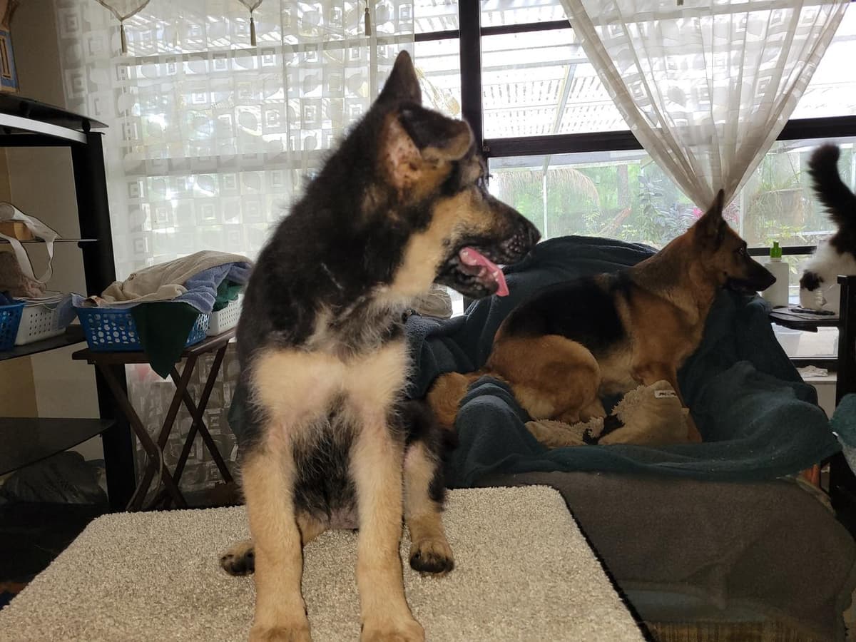 Wait Castl Galateya breeder image 6