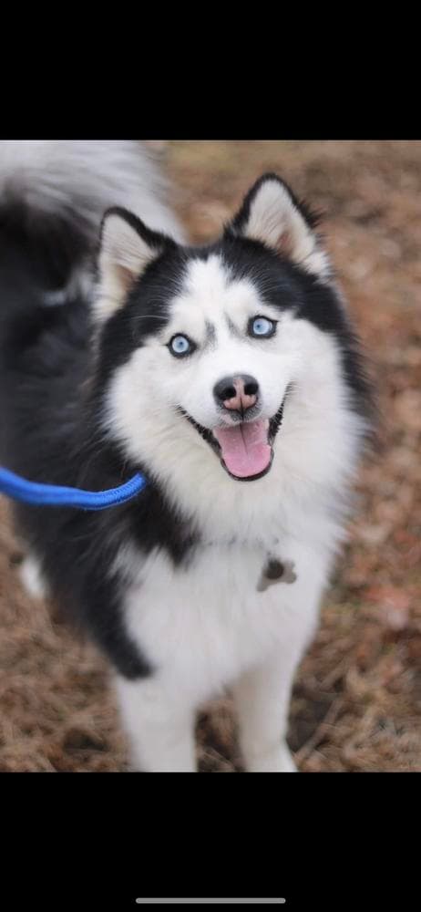 Bashful breeder image 11