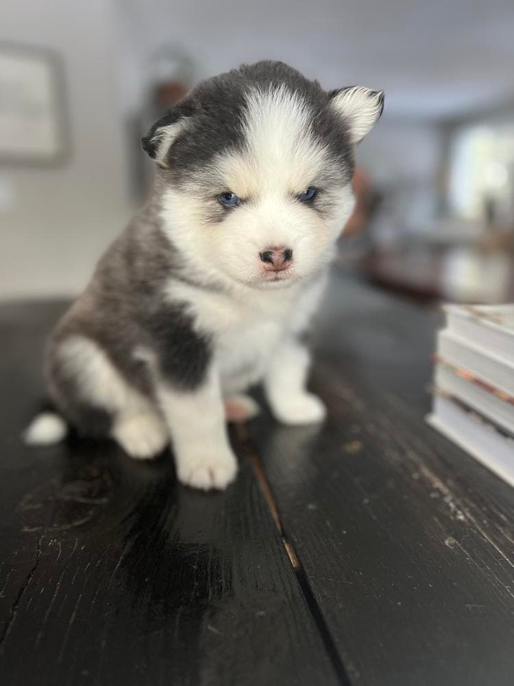 Bashful breeder image 16