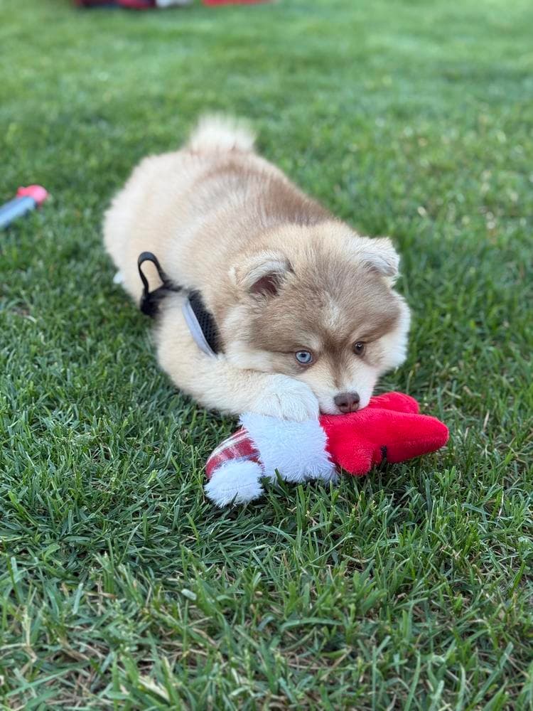 Bashful breeder image 18