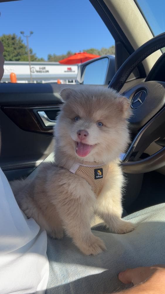 Bashful breeder image 19