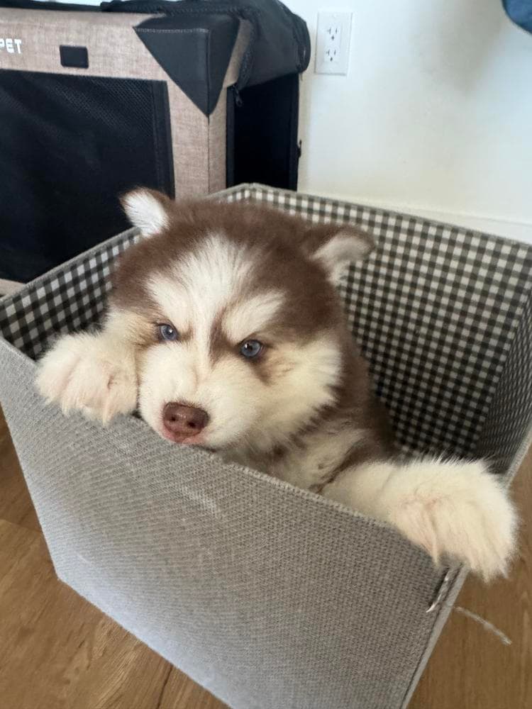 Bashful breeder image 23