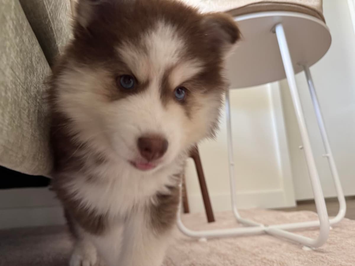 Bashful breeder image 24