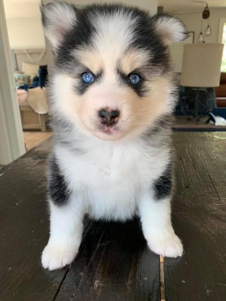 Bashful breeder image 8