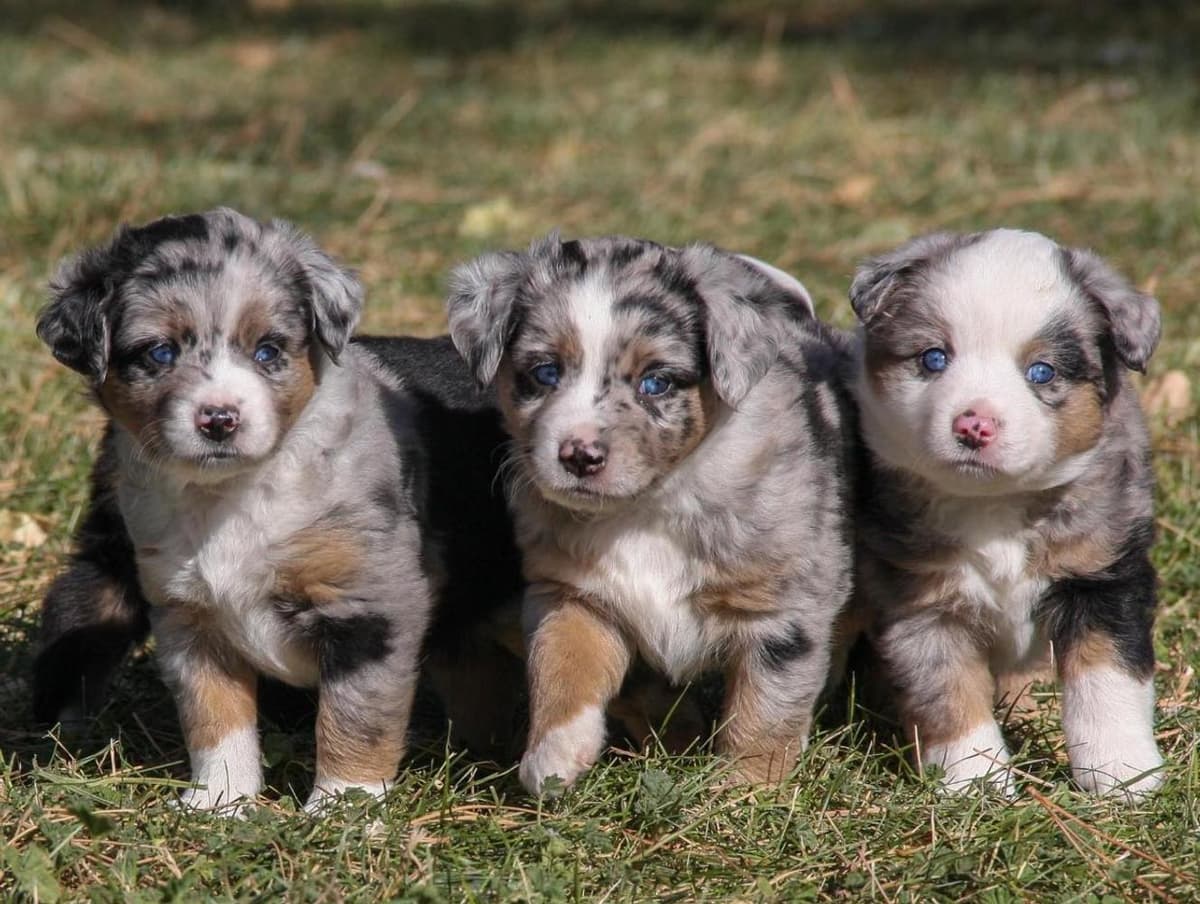 Chandler breeder image 20
