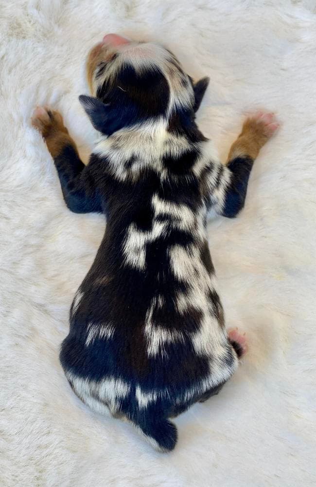 Chandler breeder image 3