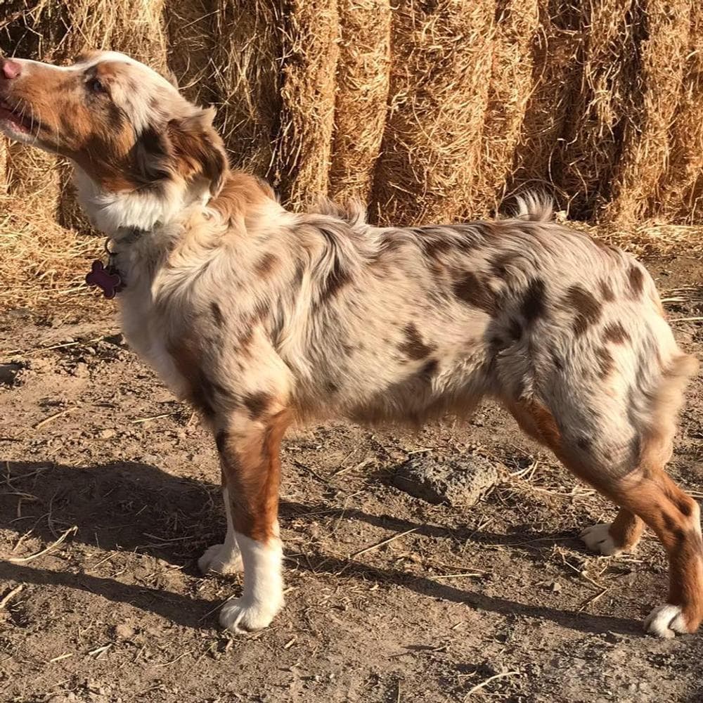 Chandler breeder image 34