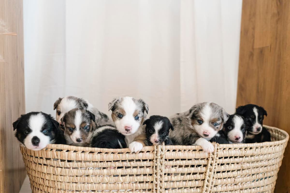 Chandler breeder image 4