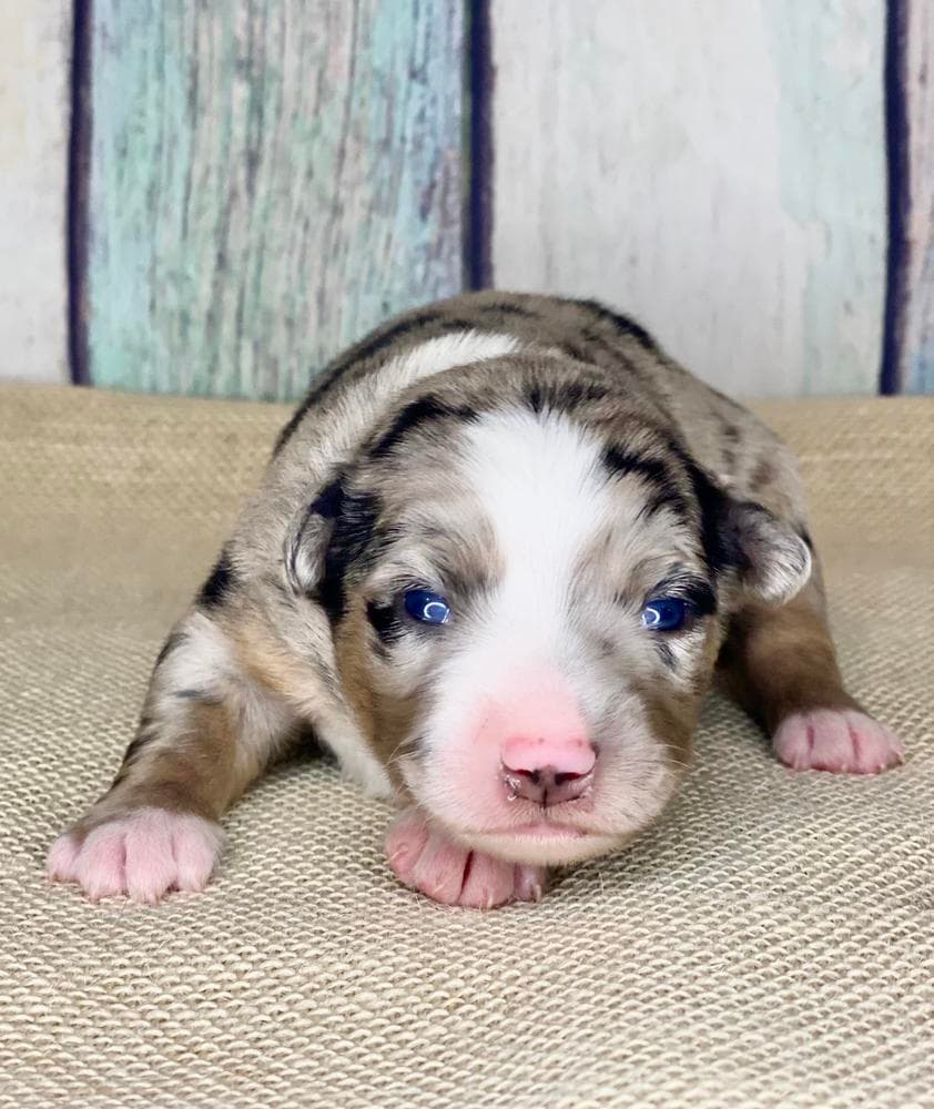 Chandler breeder image 9