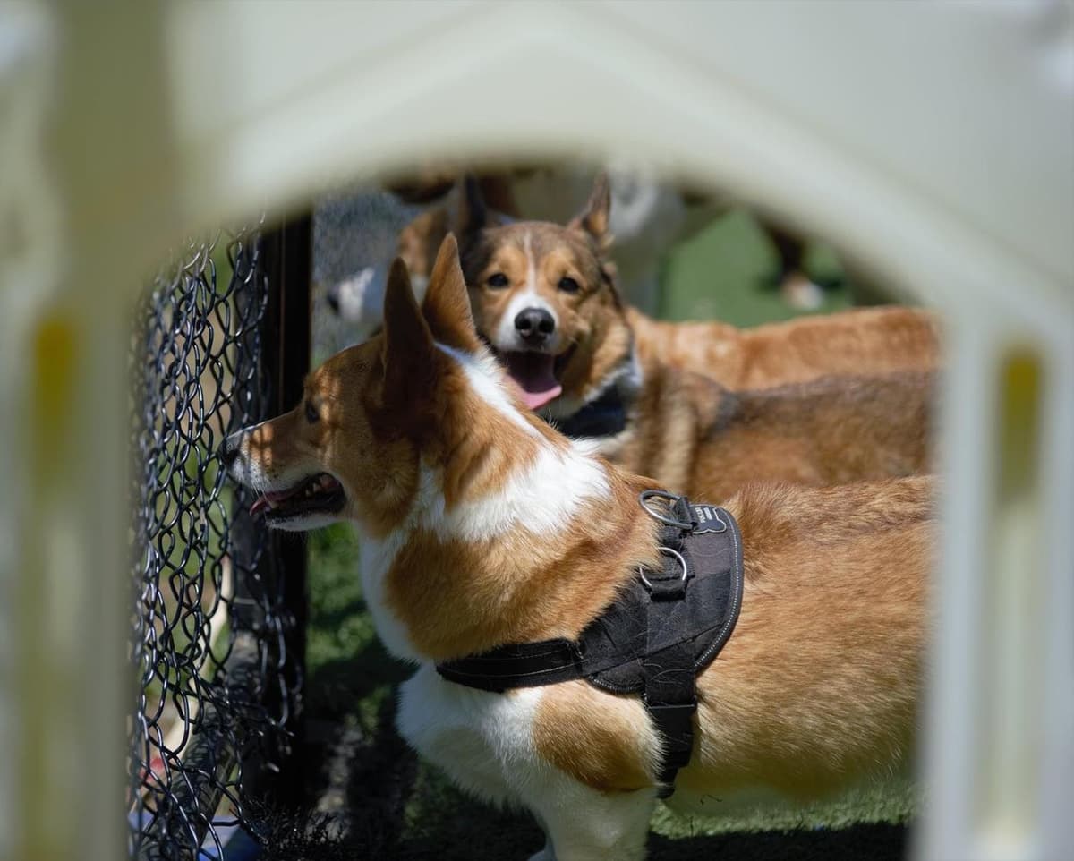 Lacey breeder image 11