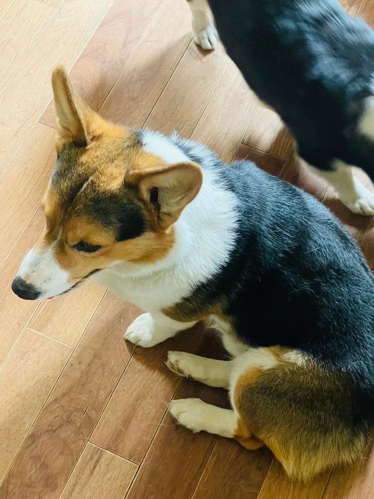 Lacey breeder image 23