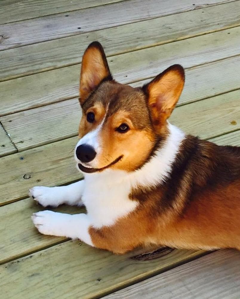Lacey breeder image 24