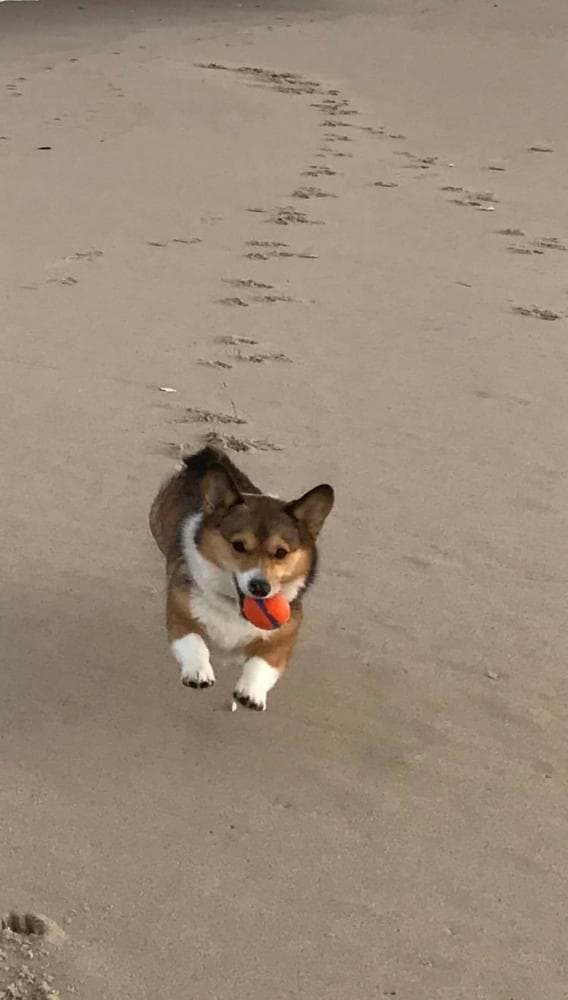 Lacey breeder image 31