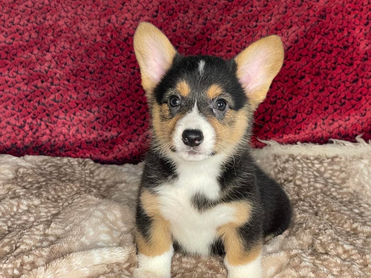 Boy 2 breeder image 20