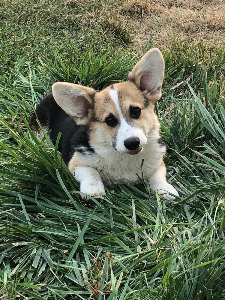 Boy 2 breeder image 29