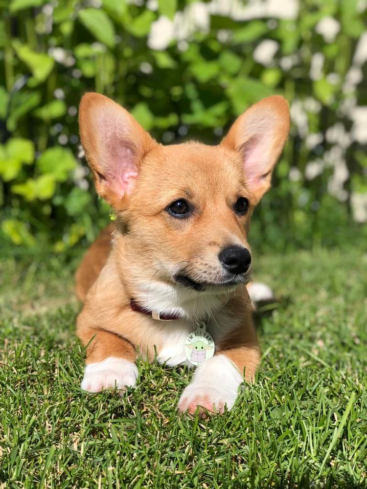 Boy 2 breeder image 34
