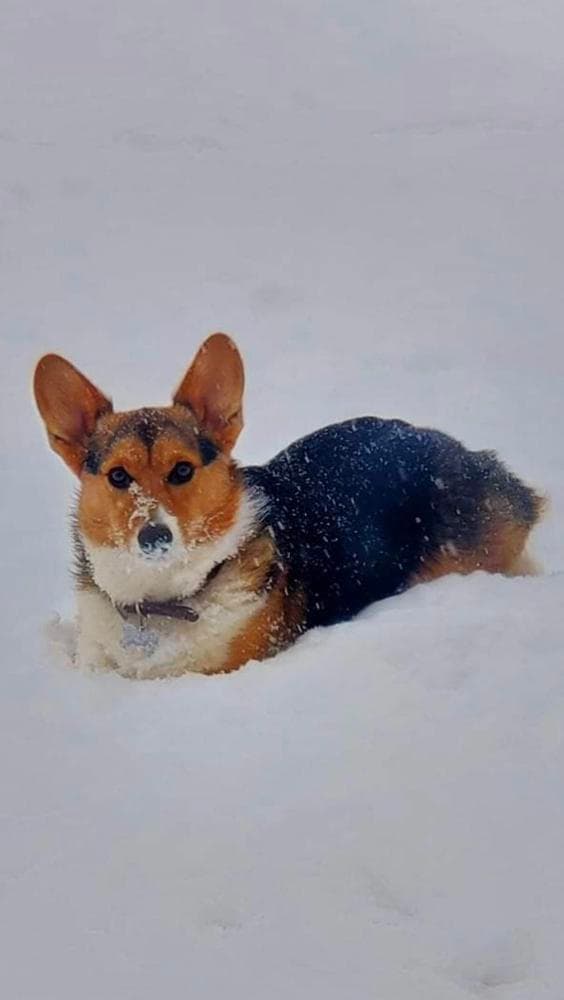 Boy 2 breeder image 45