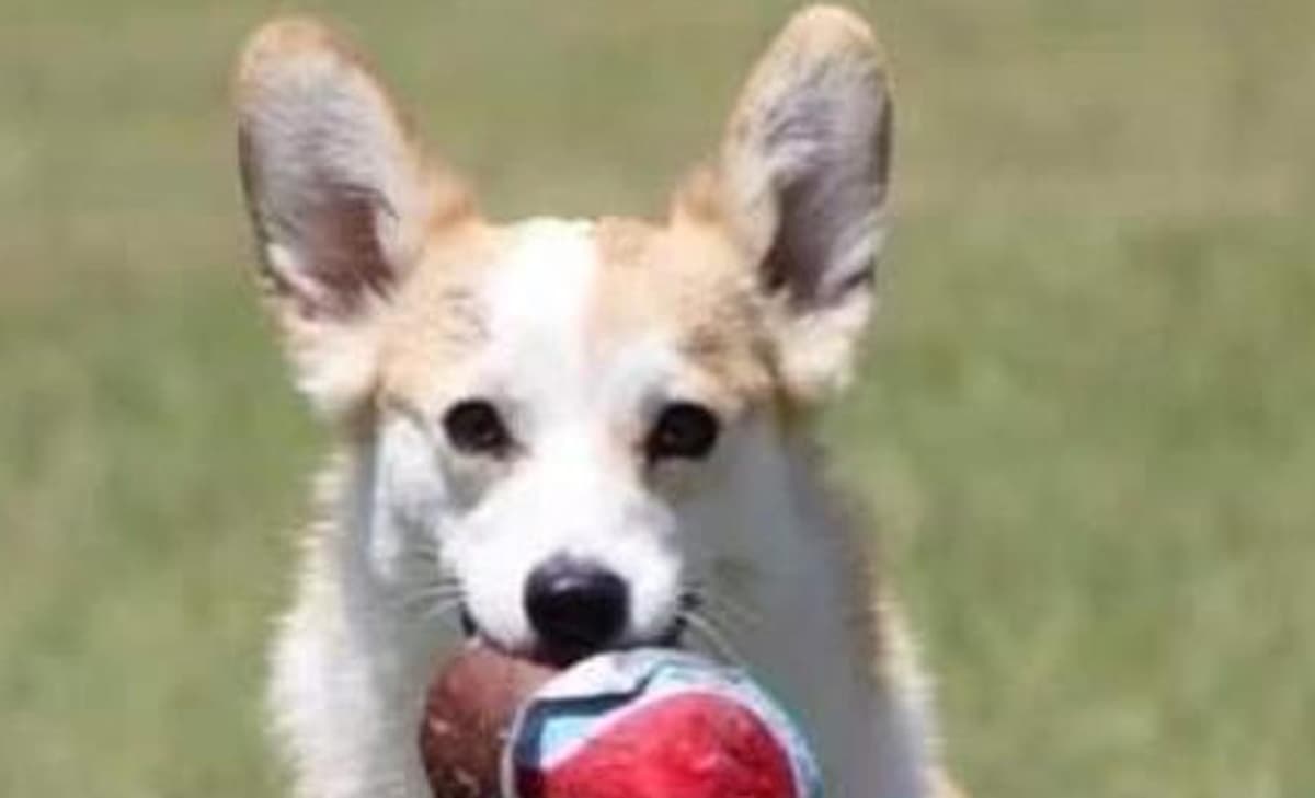Belle breeder image 1