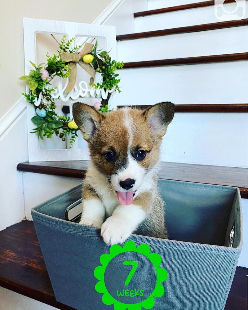 Belle breeder image 10