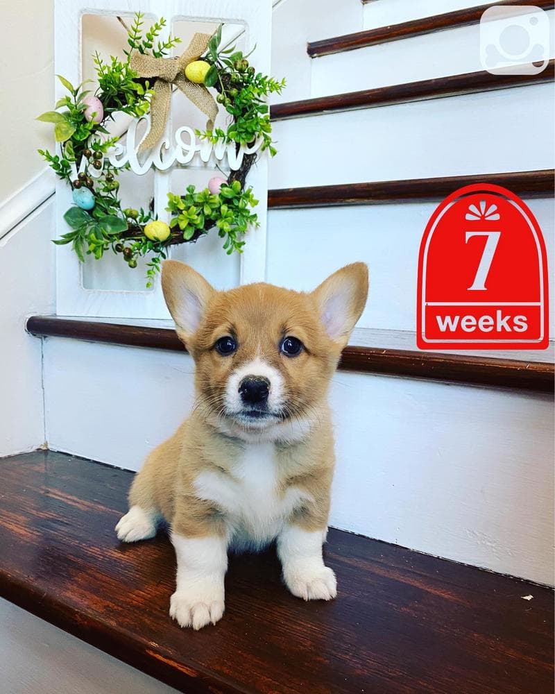 Belle breeder image 11