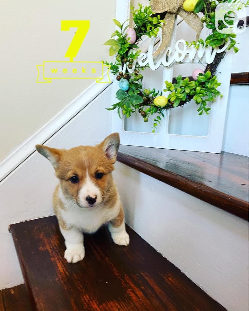 Belle breeder image 12