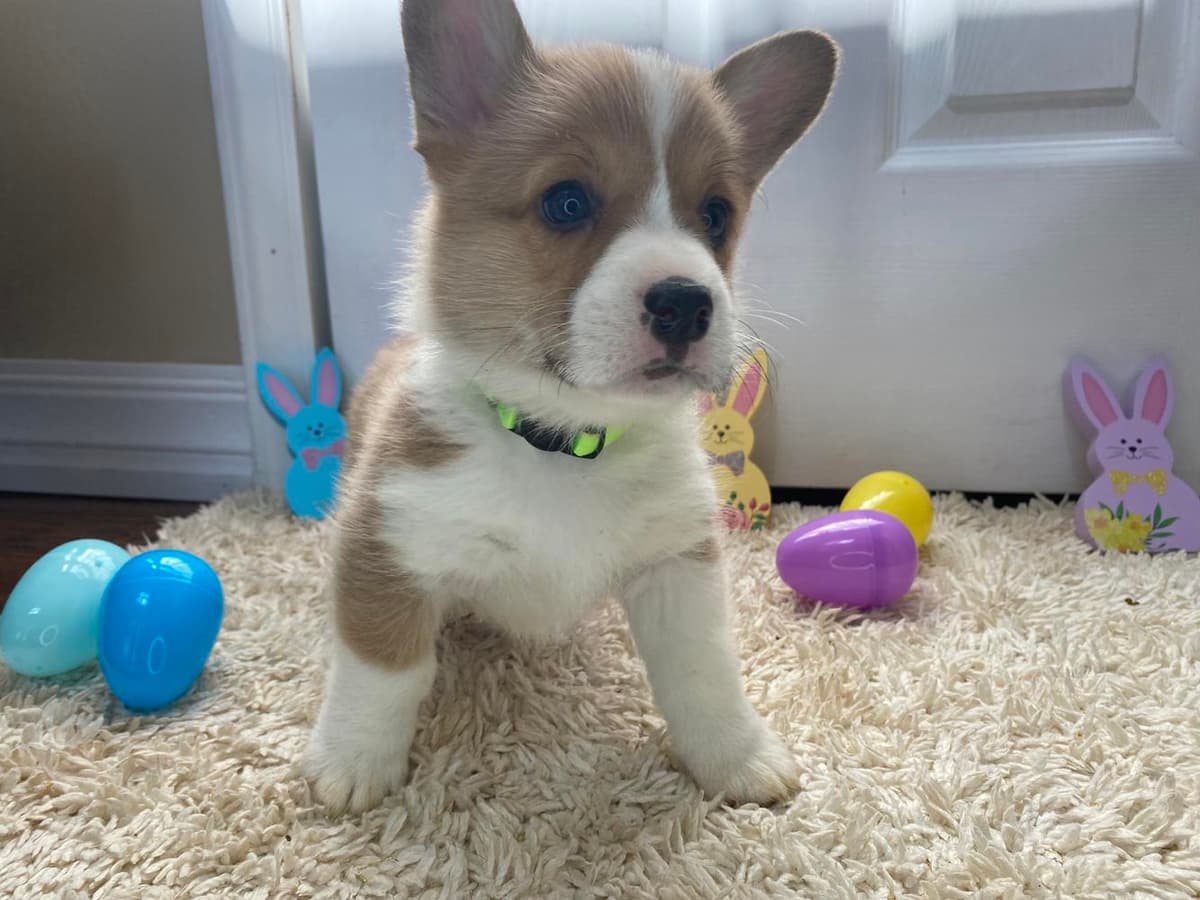 Belle breeder image 16