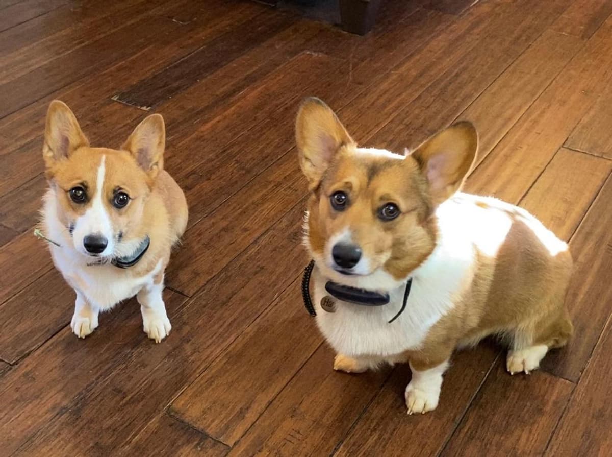Belle breeder image 17