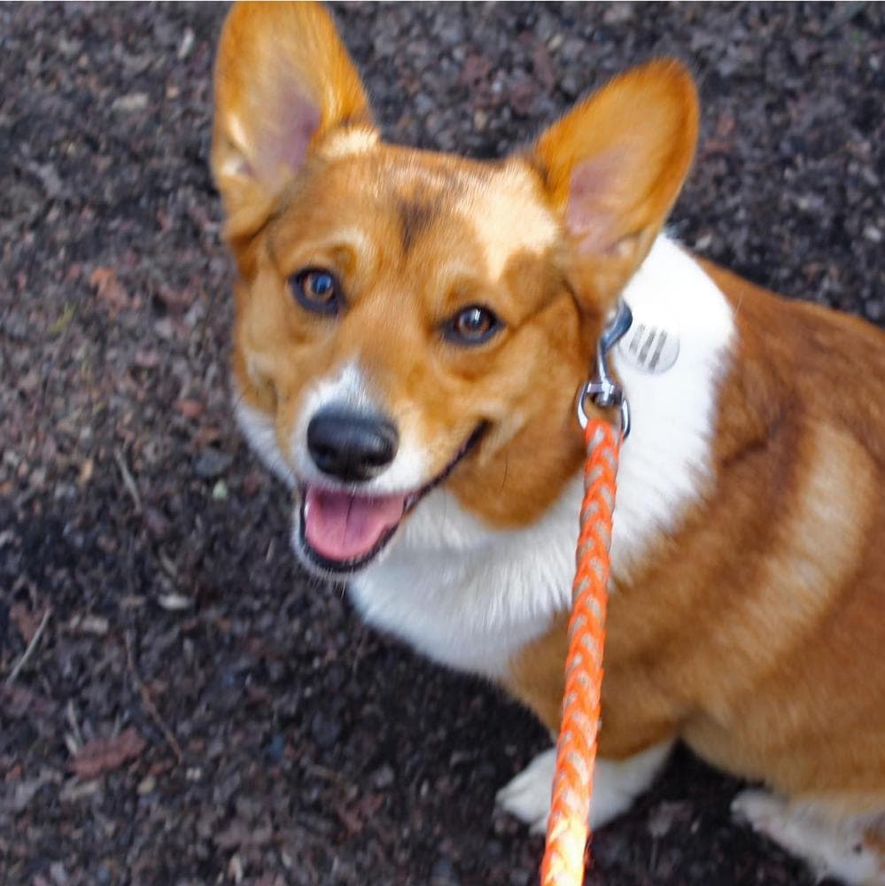 Belle breeder image 18