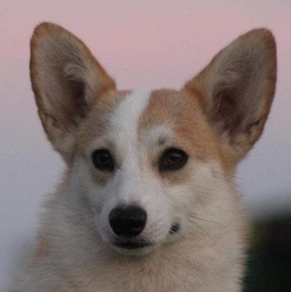 Belle breeder image 2