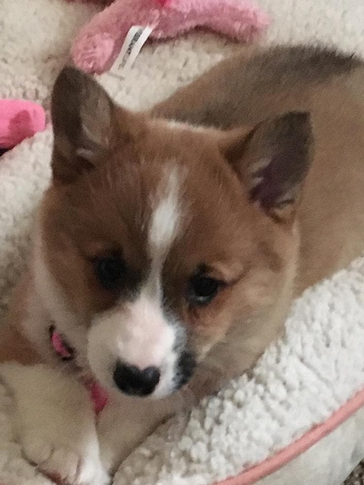 Belle breeder image 20