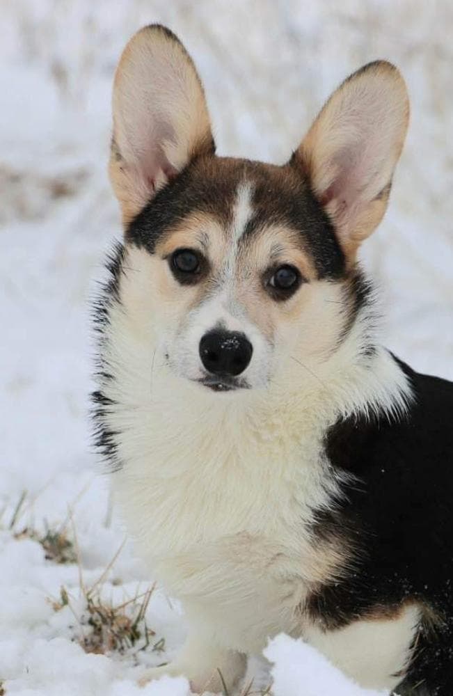 Belle breeder image 3