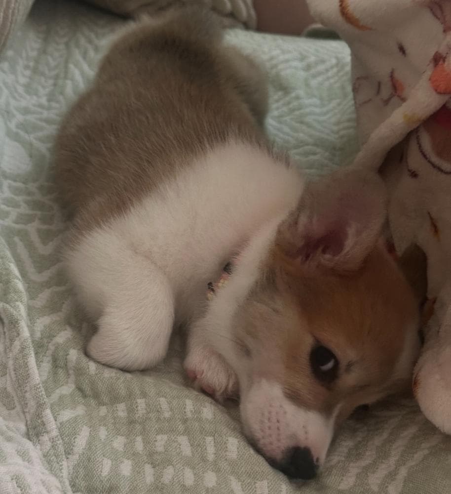 Belle breeder image 30