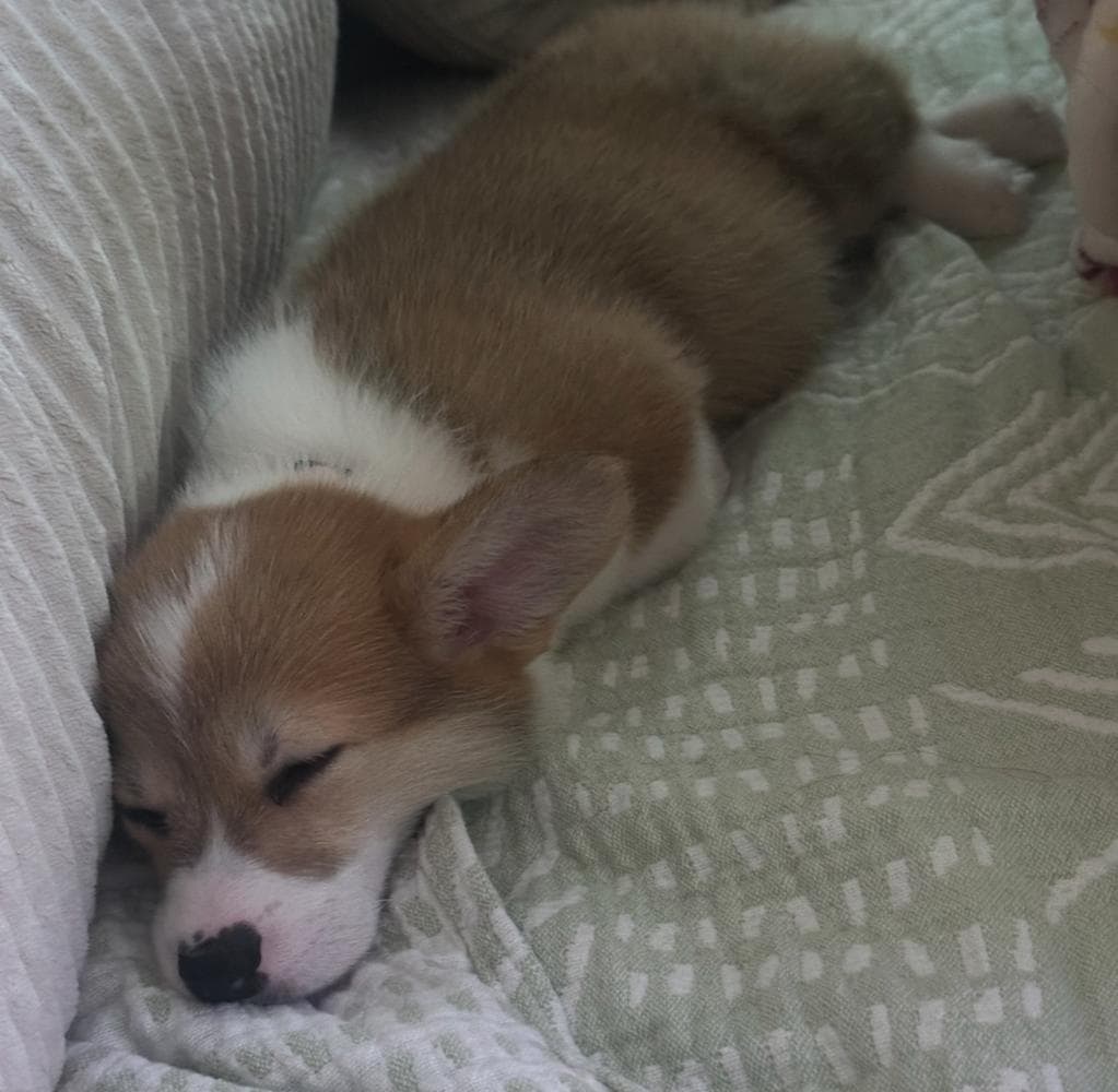 Belle breeder image 31
