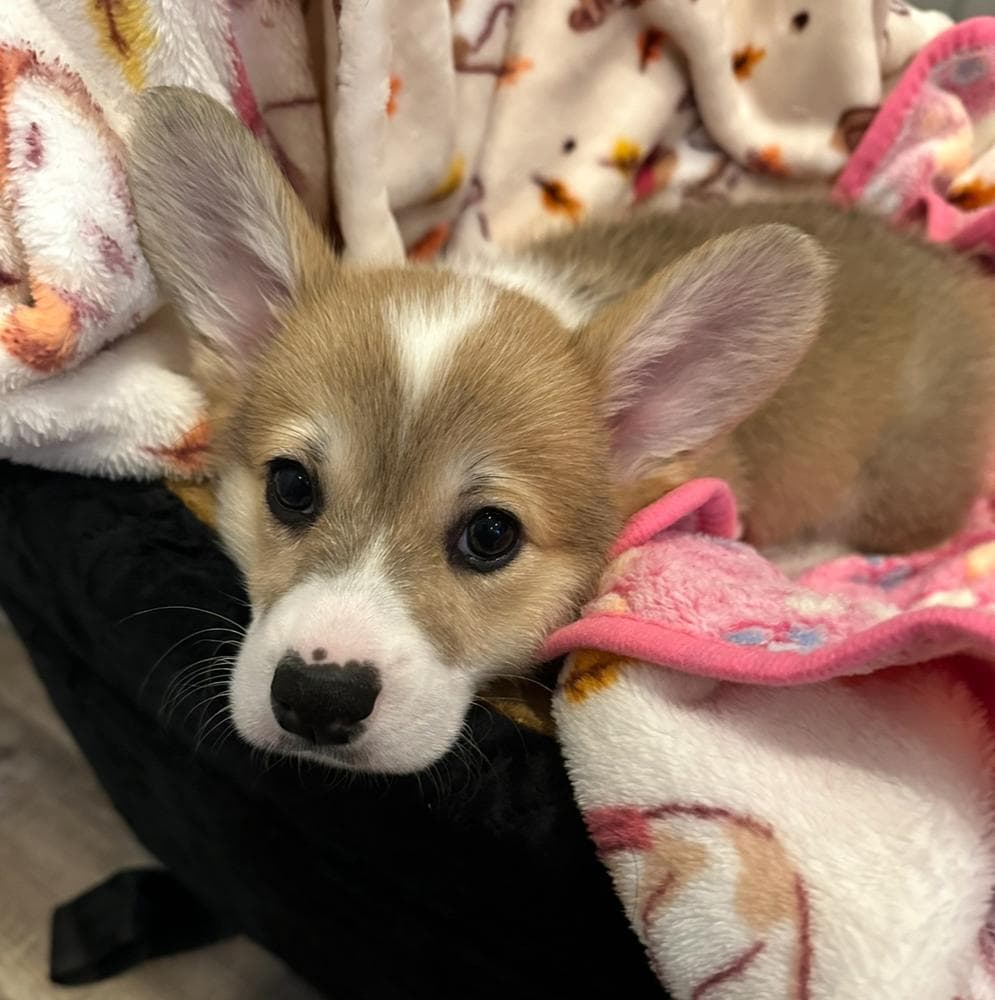 Belle breeder image 32