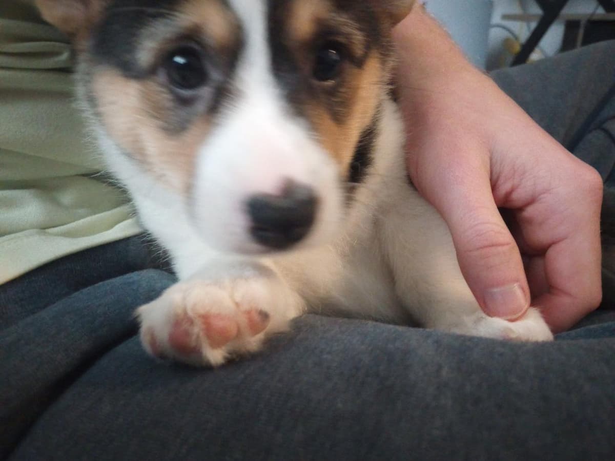 Belle breeder image 33