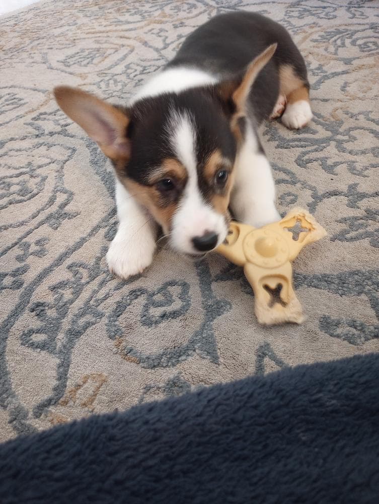 Belle breeder image 34