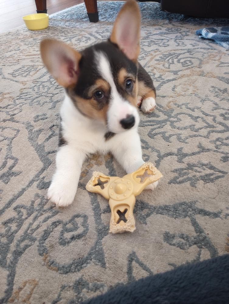 Belle breeder image 35