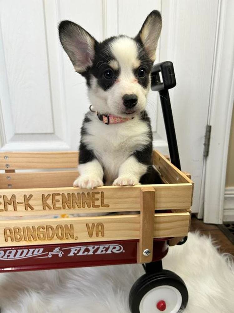 Belle breeder image 37