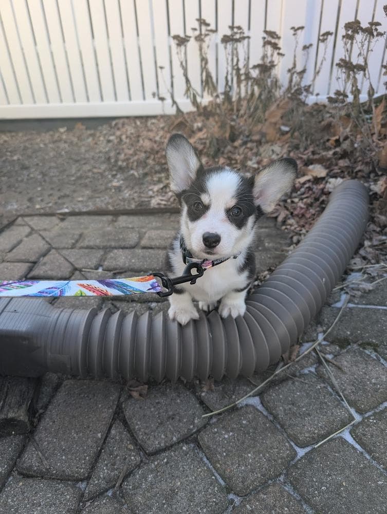 Belle breeder image 38
