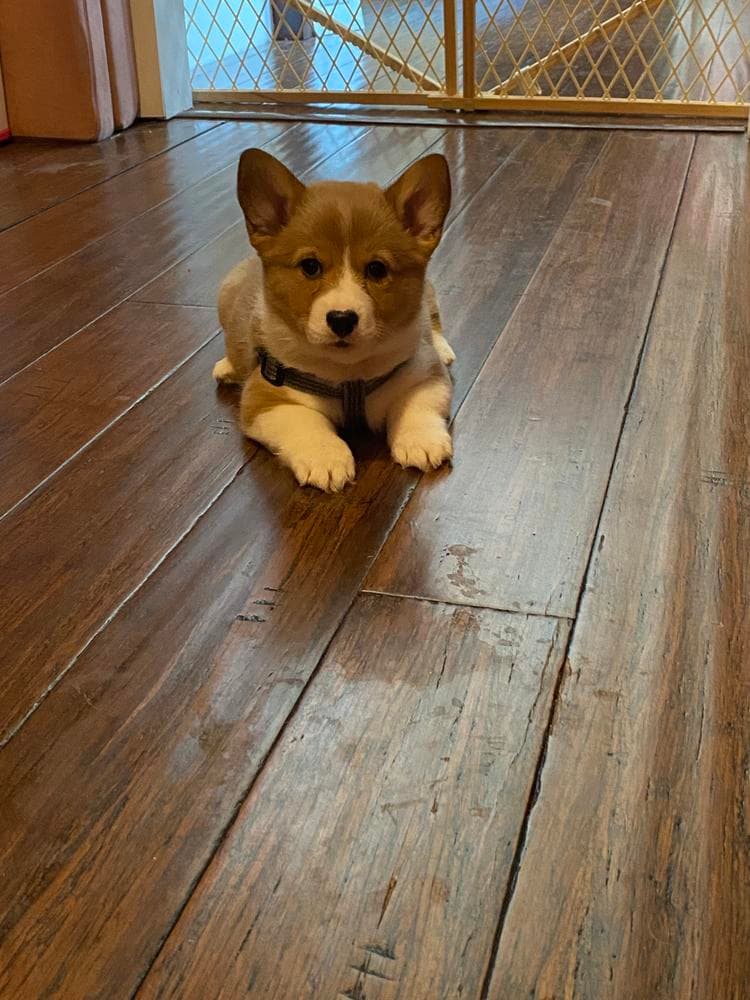 Belle breeder image 4