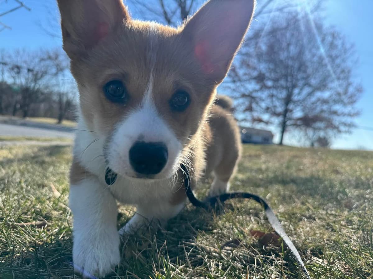 Belle breeder image 42