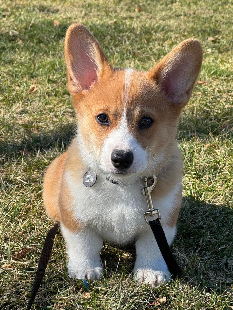 Belle breeder image 43