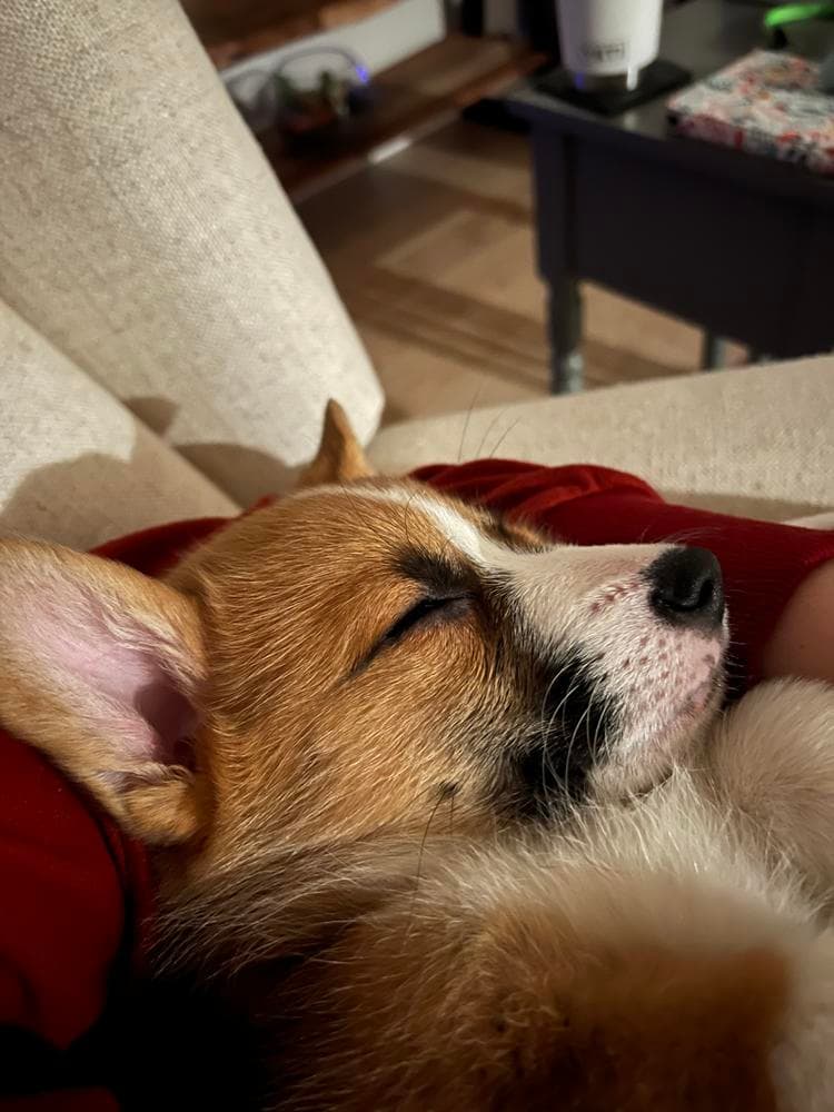 Belle breeder image 44