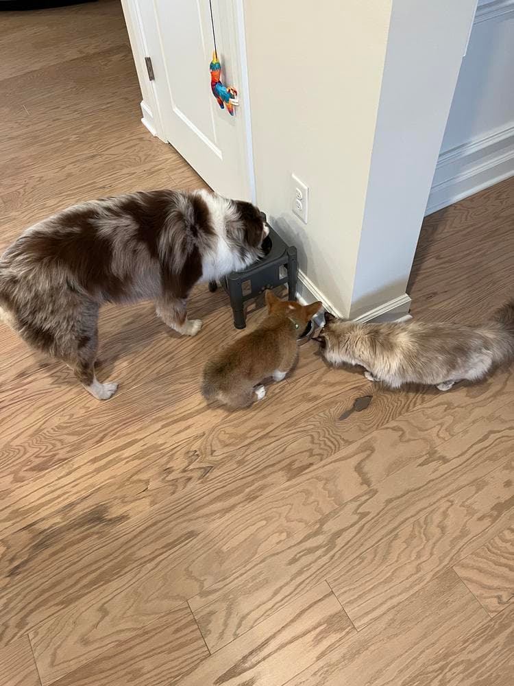 Belle breeder image 46