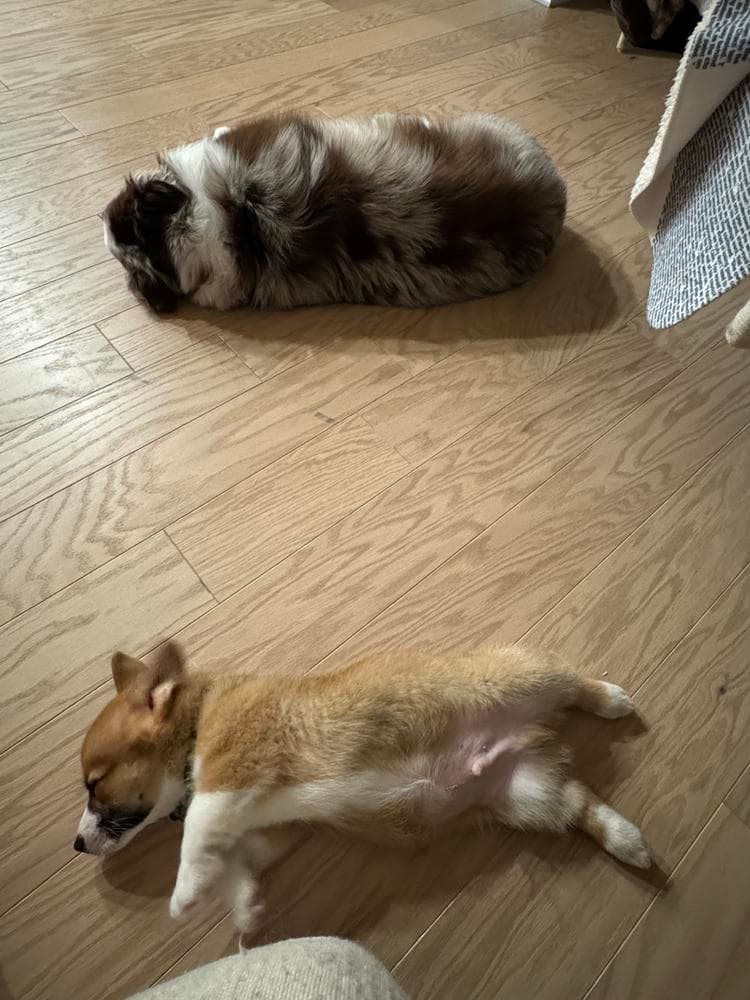 Belle breeder image 47