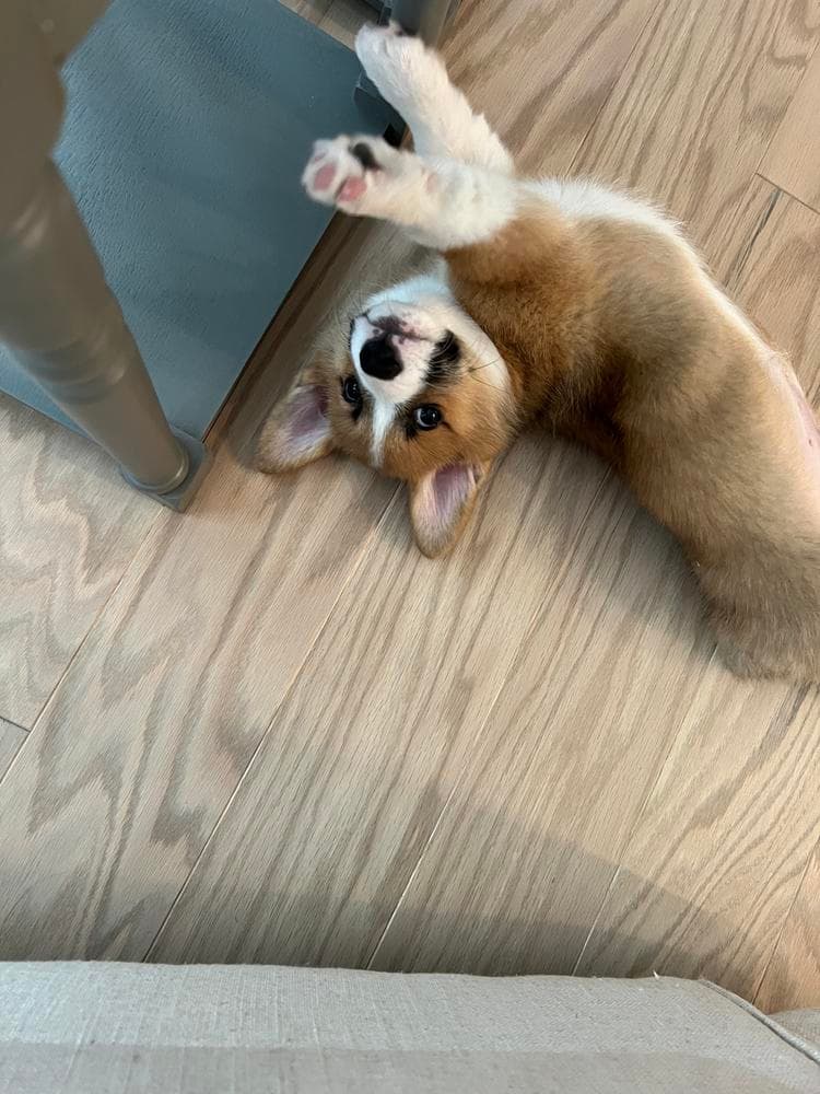 Belle breeder image 48