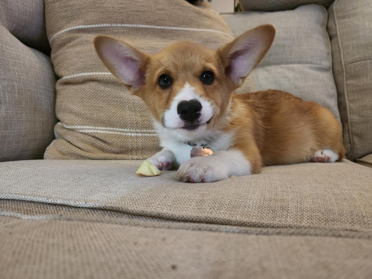 Belle breeder image 49