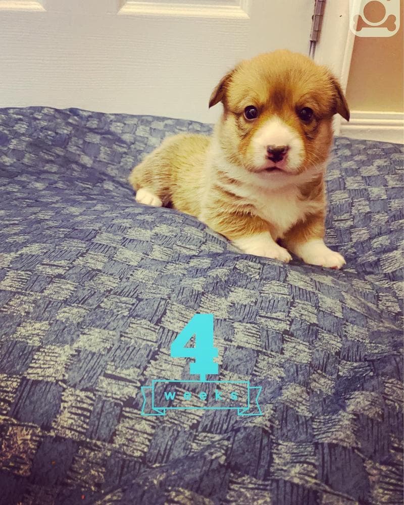 Belle breeder image 5