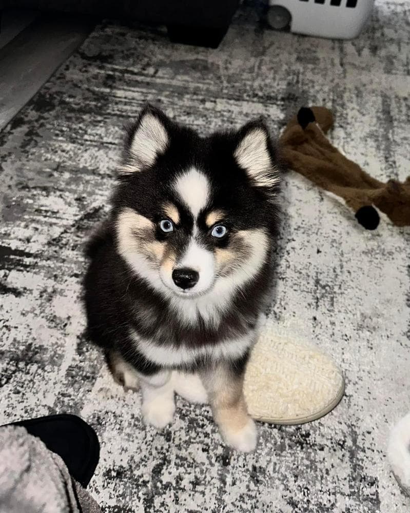Percy breeder image 4